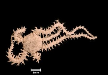 Media type: image;   Invertebrate Zoology OPH-1637 Aspect: dorsal